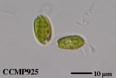 【たかはし様用】WORMED / Planisphaerium Planisphaerium | Wormed